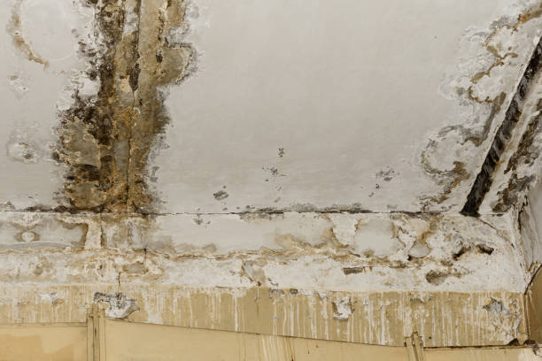 Best Basement Mold Removal  in Mills, WY