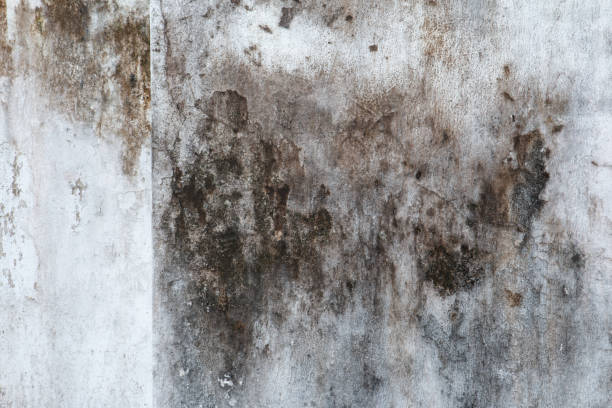 Best Airborne Mold Testing  in Mills, WY
