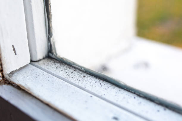 Best Asbestos and Lead Testing During Mold Inspection  in Mills, WY