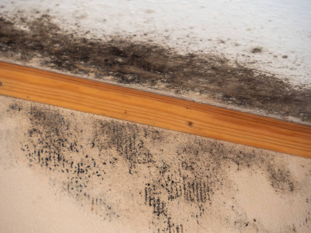 Best Mold Remediation for Rental Properties  in Mills, WY