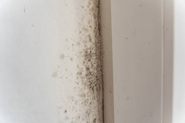 Best Emergency Mold Remediation  in Mills, WY