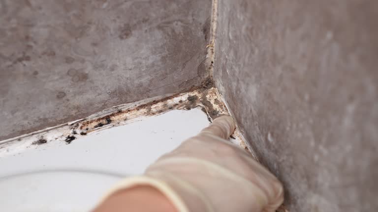 Best Commercial Mold Inspection  in Mills, WY
