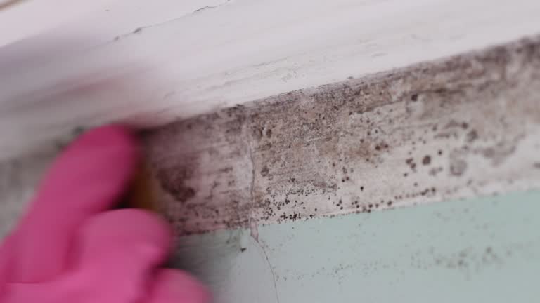 Best Mold Remediation for Vacation Homes  in Mills, WY